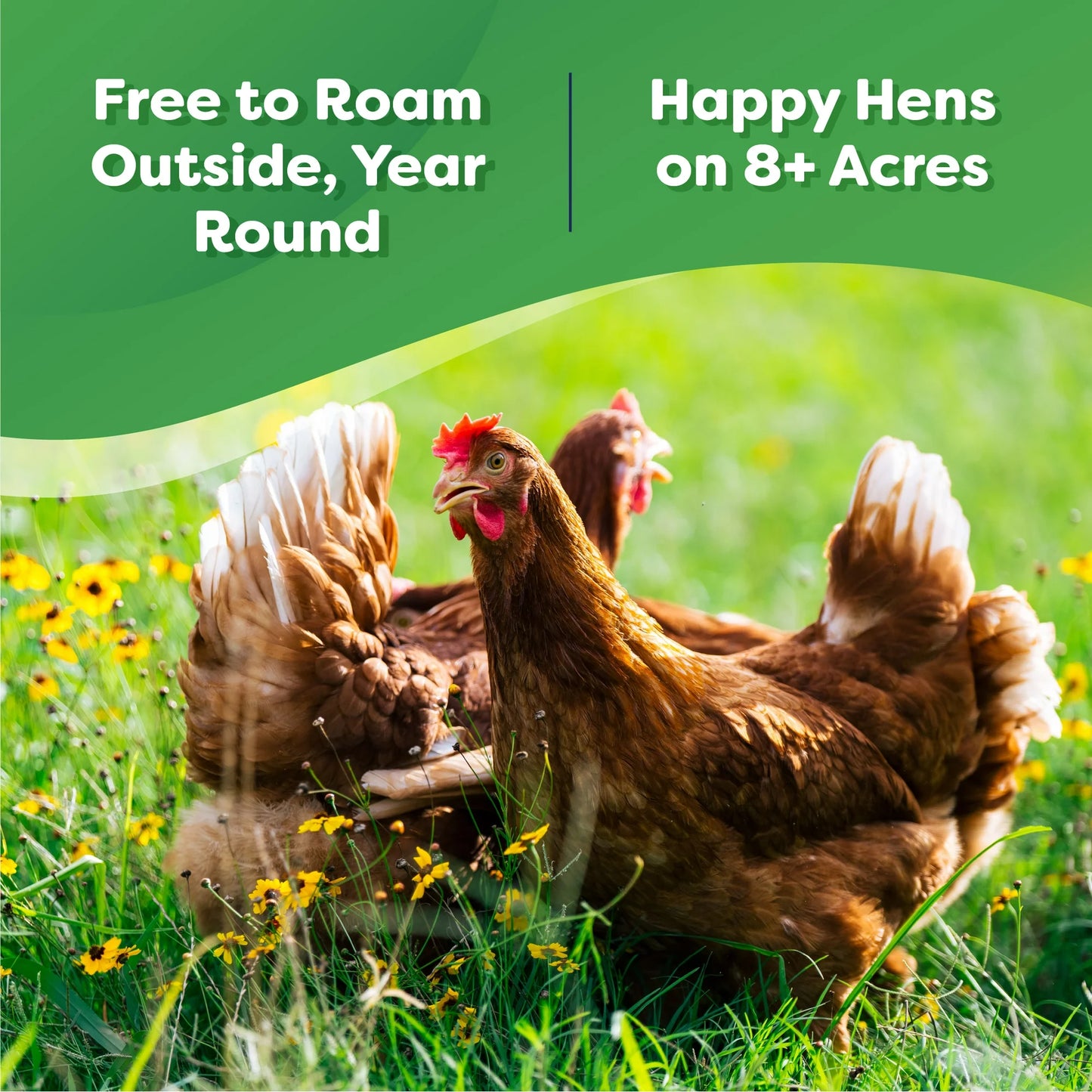 Happy Egg Co Organic Free-Range Large Brown Eggs, 12 Count (Dozen)